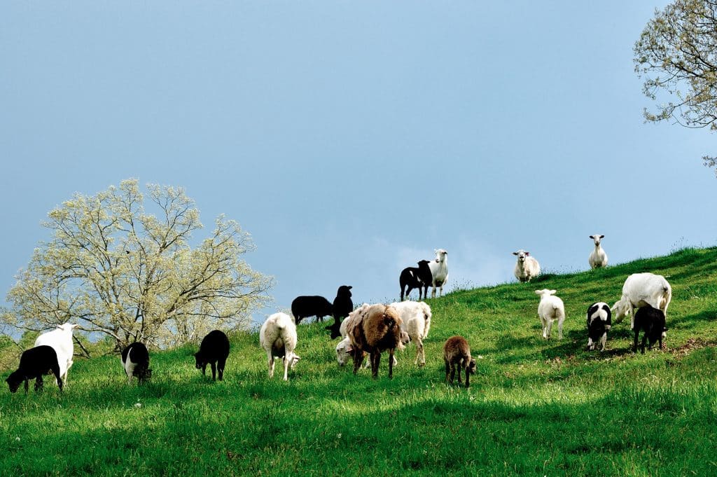 sheep on pasture - SheepPro Software