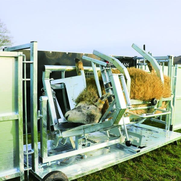 Sheep Vet - Image 3