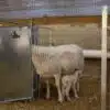 PQ6A3648 - Grafting Gate