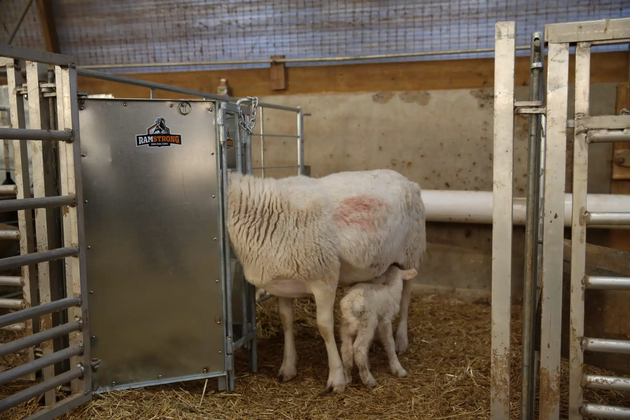PQ6A3648 scaled - Grafting Gate