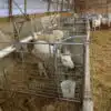 PQ6A3671 - Grafting Gate