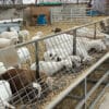 bunk feeder 2 1 - Bunk Feeder
