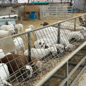 bunk feeder 2 1 - Products