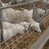 bunk feeder new pf fdg smbunk feeder bf staged 84A1060 - Bunk Feeder