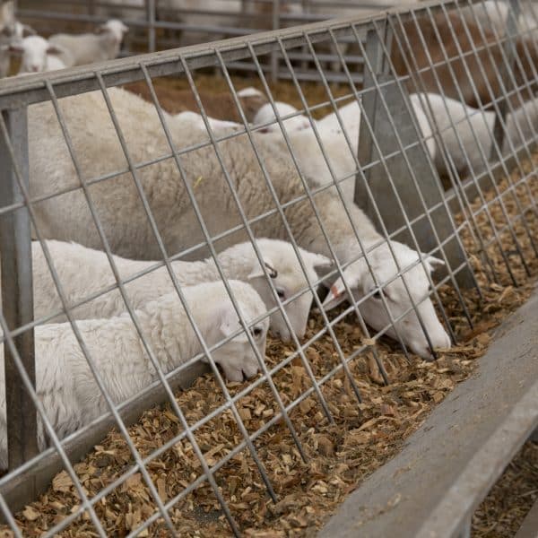 Bunk Feeder - Image 4