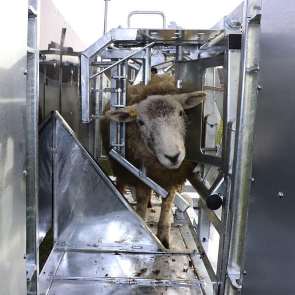 Sheep Vet - Image 7