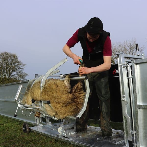 Sheep Vet - Image 6