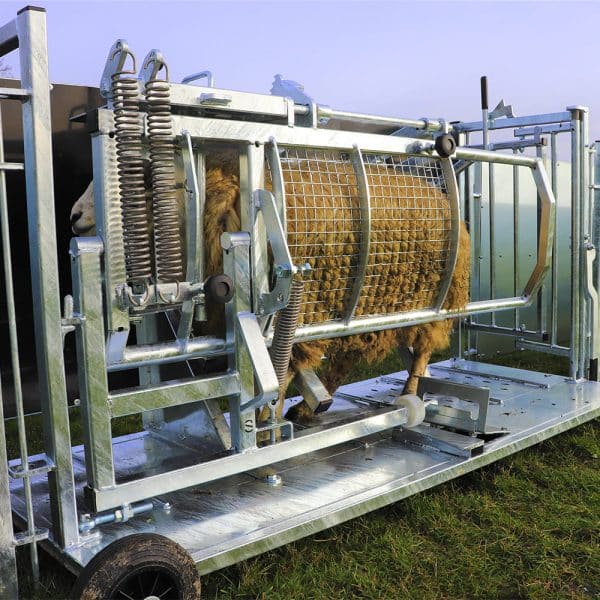Sheep Vet - Image 4