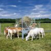 small bale feeder hbf staged PQ6A1980A RamstrongLogo copy - Small Bale Feeder