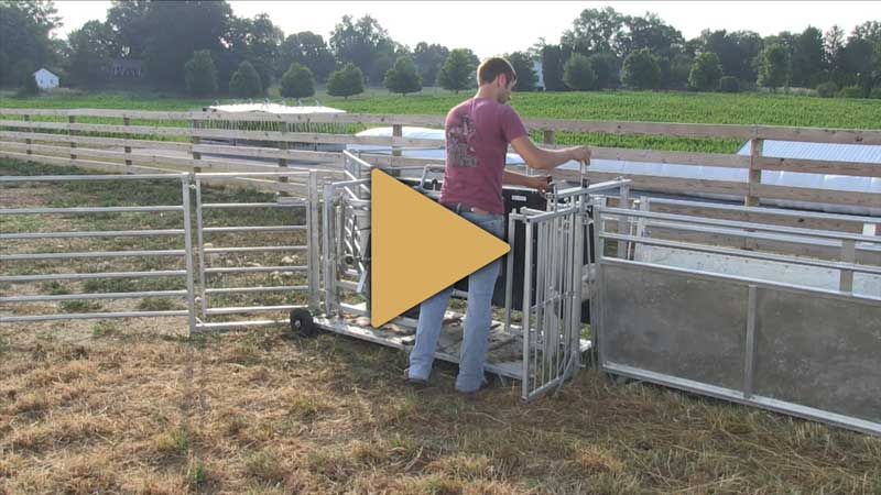 Media SheepVet 1 - Media
