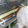 PF FDG Lick feeder w sheep2 - Universal Lick Feeder Ultimate 4000