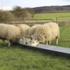 fft09 webfloor feeding trough fft09 SUPPLIED3 - Floor Feeding Trough