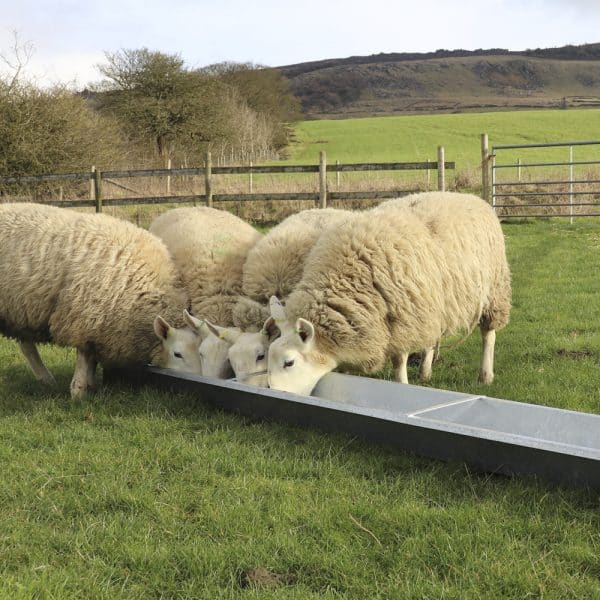 Floor Feeding Trough - Image 4