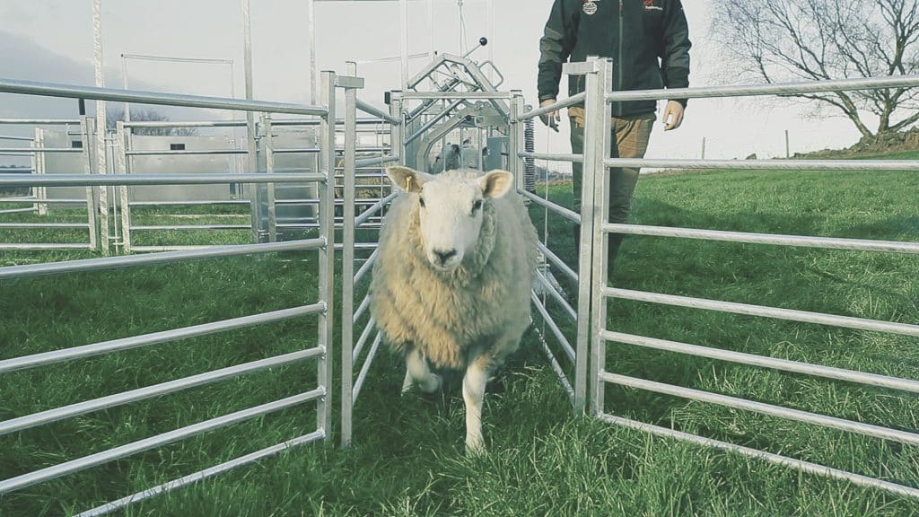 Banner3 - RamStrong Page