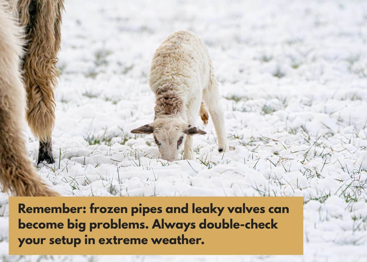 Text Graphic 1 1 1 - Sheep & Goat Supplies for Small Farms: Everything You Need To Know