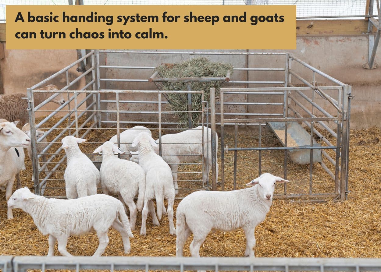 Text Graphic 2 1 1 - Sheep & Goat Supplies for Small Farms: Everything You Need To Know
