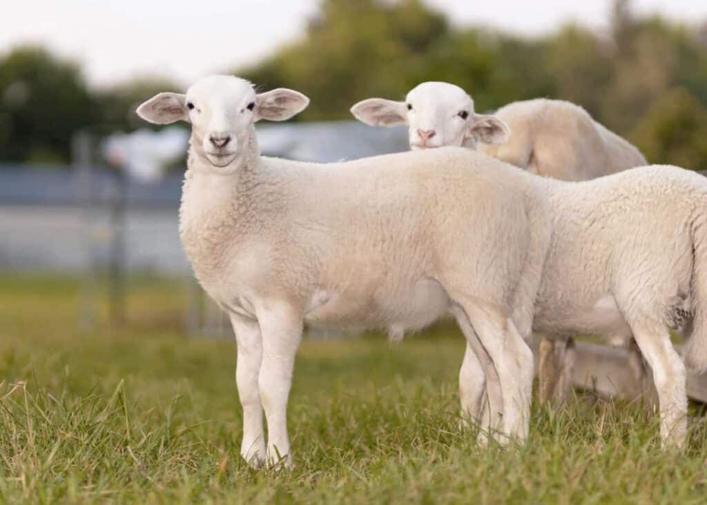 Header Image Resized - SheepPro Software