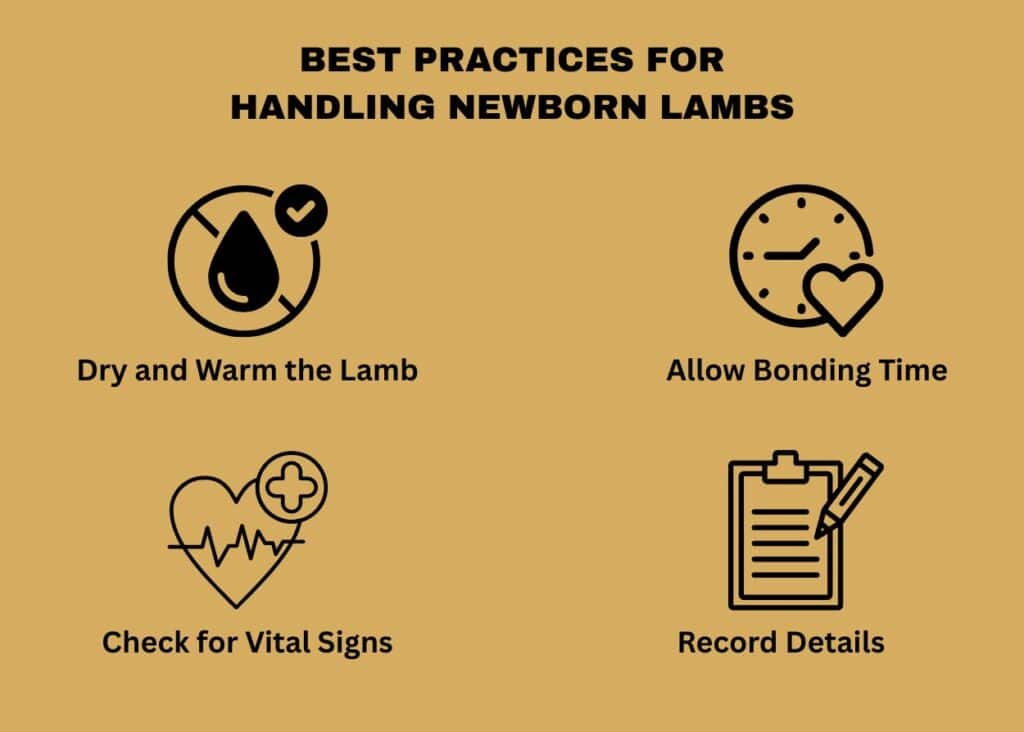 best practices for handling newborn lambs