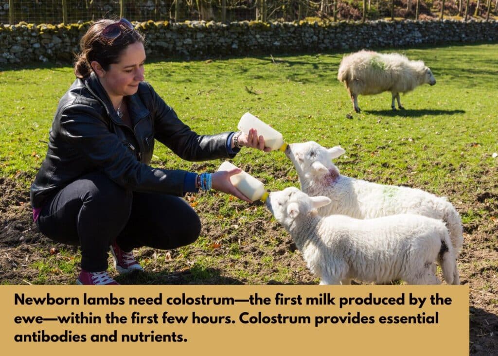 colostrum provides essential antibodies and nutrients