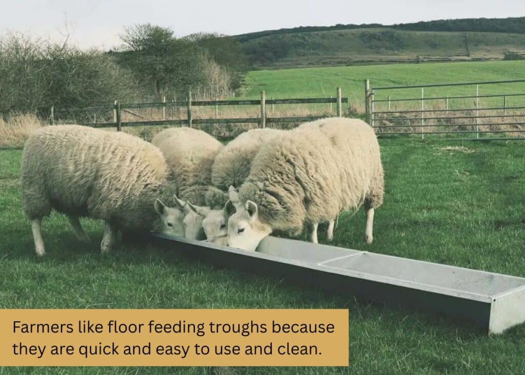 Sheep feeding from a long galvanized floor feeding trough in a grassy pasture. Caption: Farmers like floor feeding troughs because they are quick and easy to use and clean.