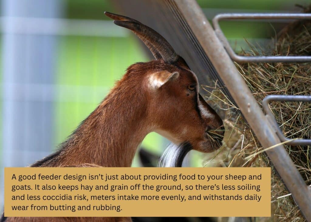 Goat eating hay from a metal sheep and goat feeder inside a fenced pasture. Caption: A good feeder design isn’t just about providing food to your sheep and goats. It also keeps hay and grain off the ground, so there’s less soiling and less coccidia risk, meters intake more evenly, and withstands daily wear from butting and rubbing.