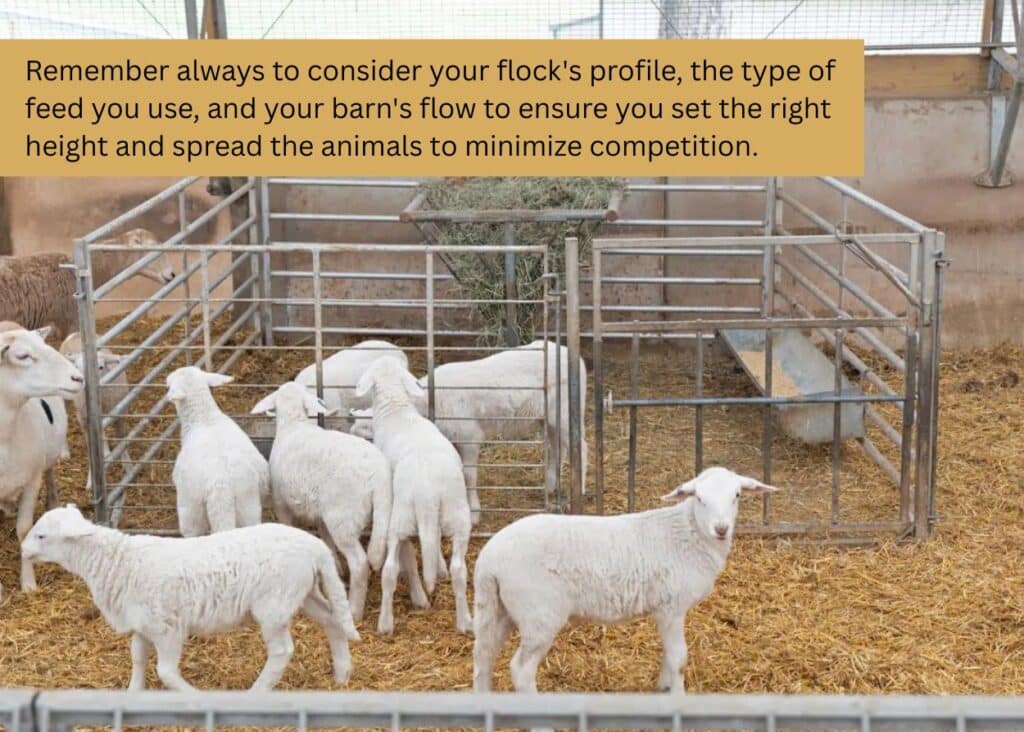 Sheep eating from metal feeders inside a barn enclosure with straw bedding. Caption: Remember always to consider your flock's profile, the type of feed you use, and your barn's flow to ensure you set the right height and spread the animals to minimize competition.
