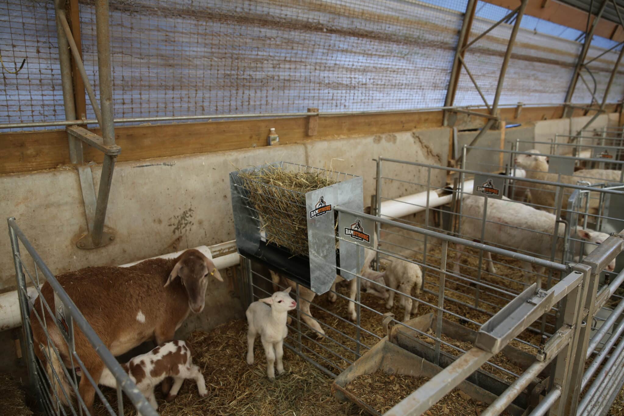 PQ6A3677 scaled - 2-Sided Hay Rack with Feed Trough