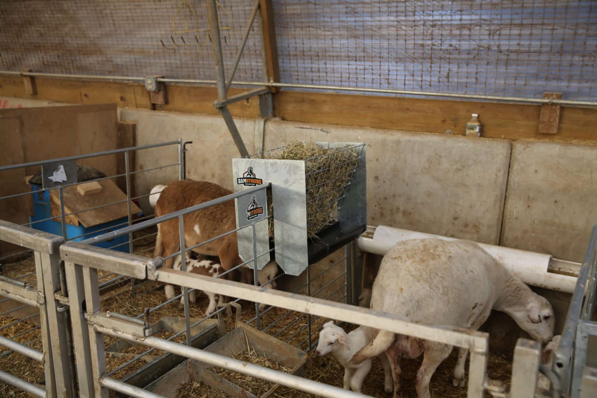 PQ6A3679 scaled - 2-Sided Hay Rack with Feed Trough